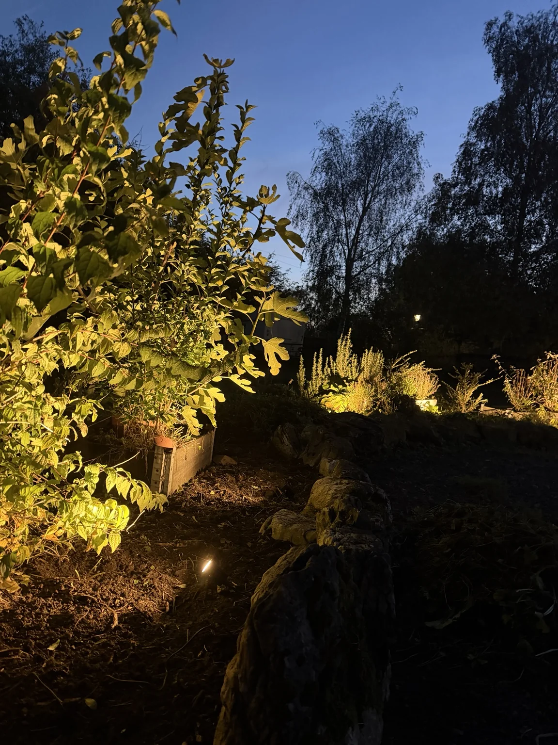 Warm lighting along mature planted borders at Glanfar Meadows campsite